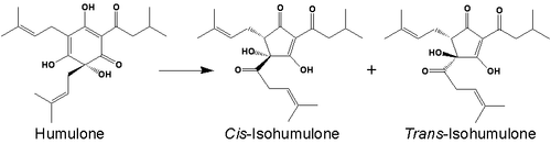 Isomérisation de l'humulone.